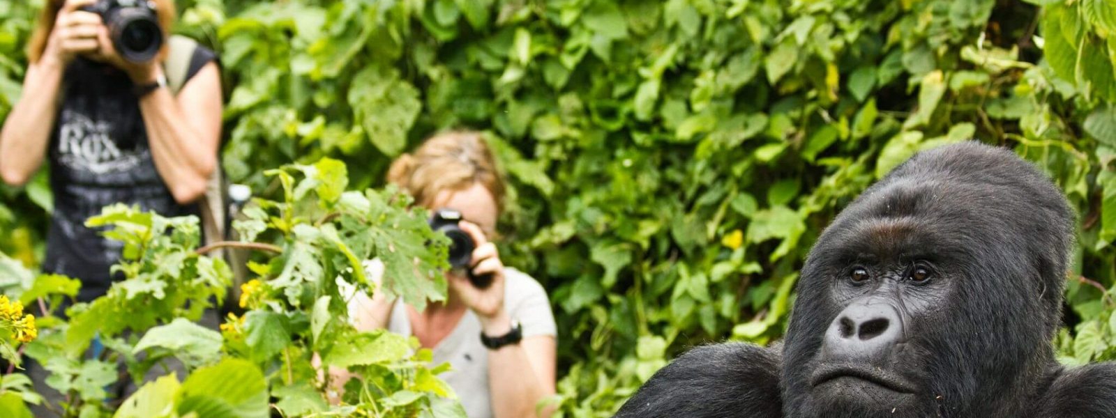 Gorilla Trekking and Safari in Uganda